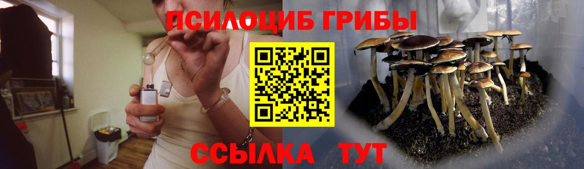 Галлюциногенные грибы Psilocybe Ефремов